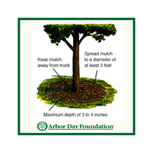  Properly Mulch & Tree Care by Arbor Day image