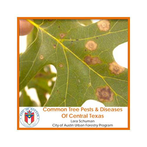 Tree Diseases of Central Texas image