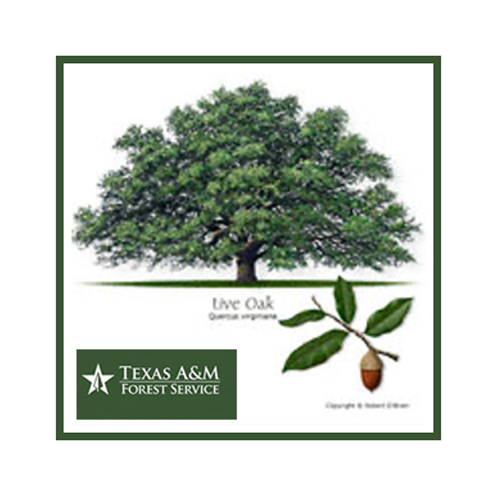Texas Tree Planting Guide image