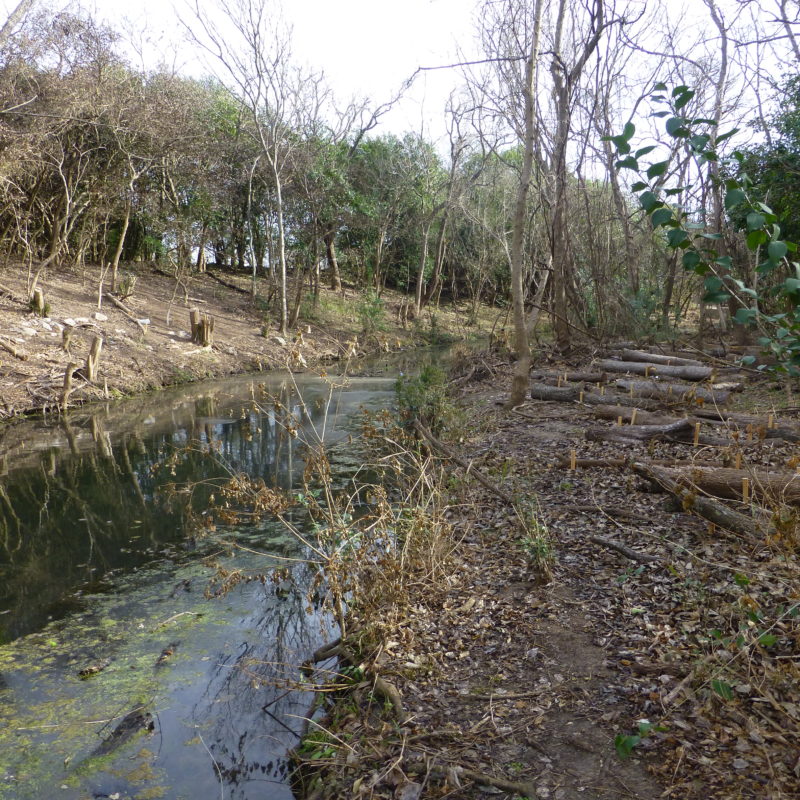 San Marcos River Riparian Restoration & Preservation