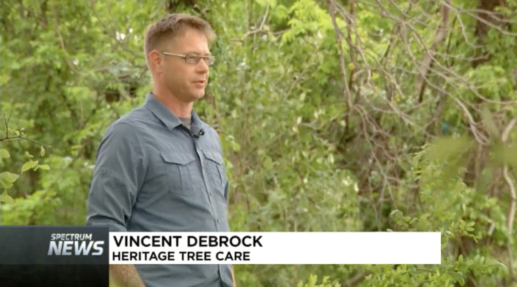 Proposed Legislation Would Affect Heritage Trees in Austin