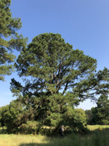 Bastrop tree care for beautiful mature pine tree on private property in bastrop county texas