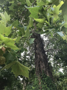 A healthy sycamore tree with vines growing up the trunk in Bastrop, Texas.