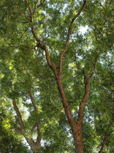 Large Texas Pecan Tree
