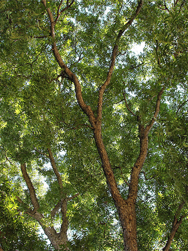 Bastrop Tree Care and Maintenance