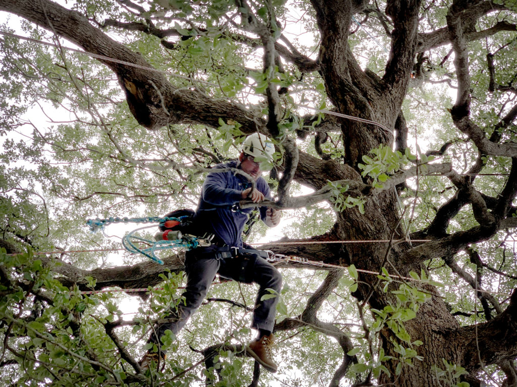 Certified arborist Nick Arthur trims the Treaty Oak in Austin, Texas in 2019.