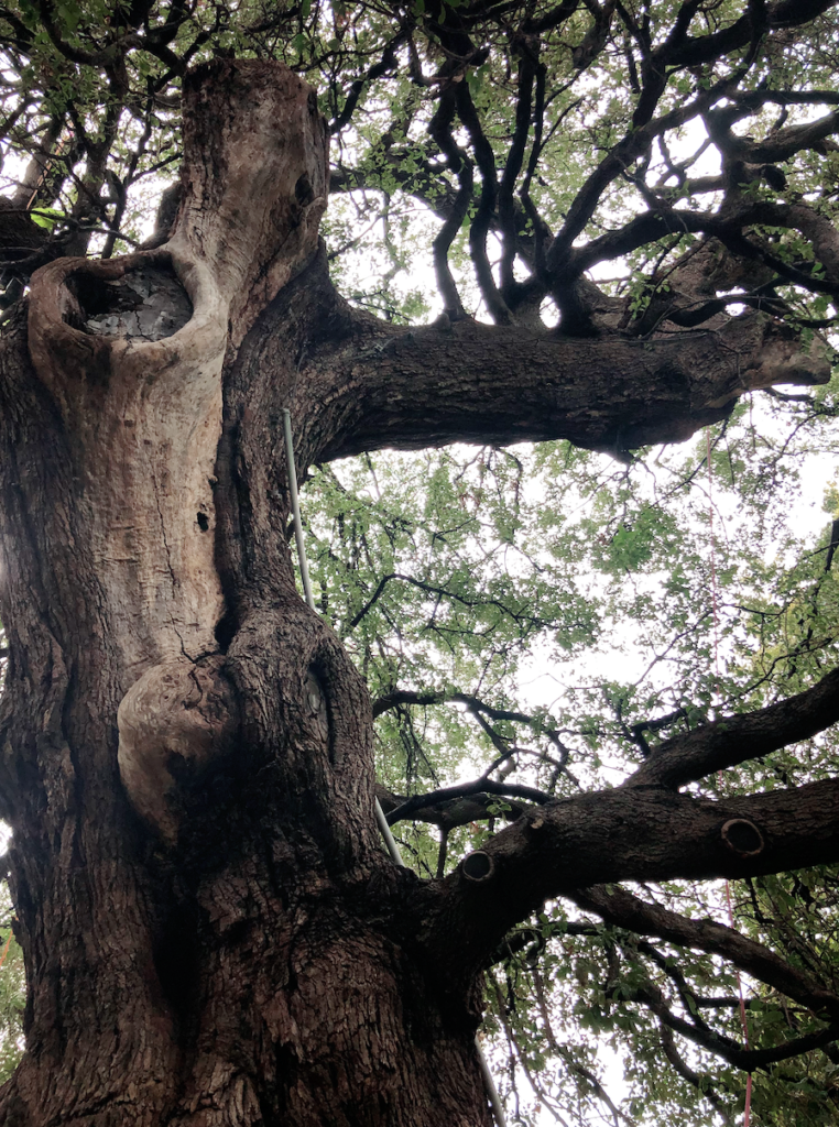 Ground view of the Treaty Oak tree in Austin, Texas.