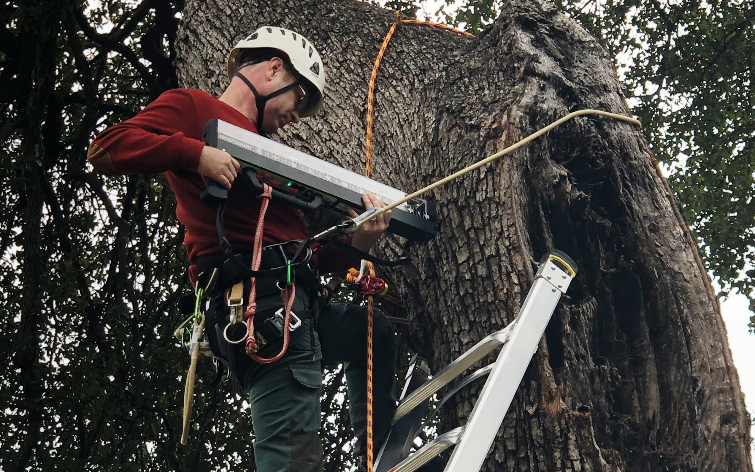 tree trimming companies risk assessment service photo