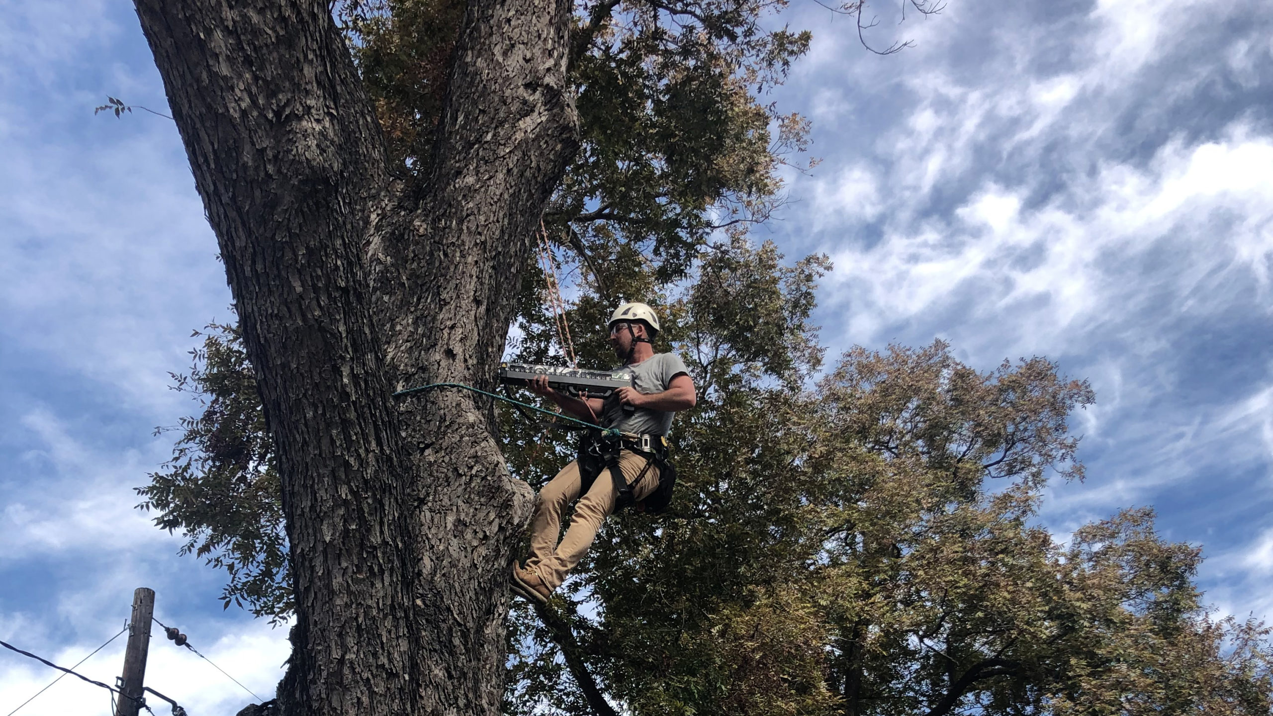 tree trimming companies risk assessment service photo