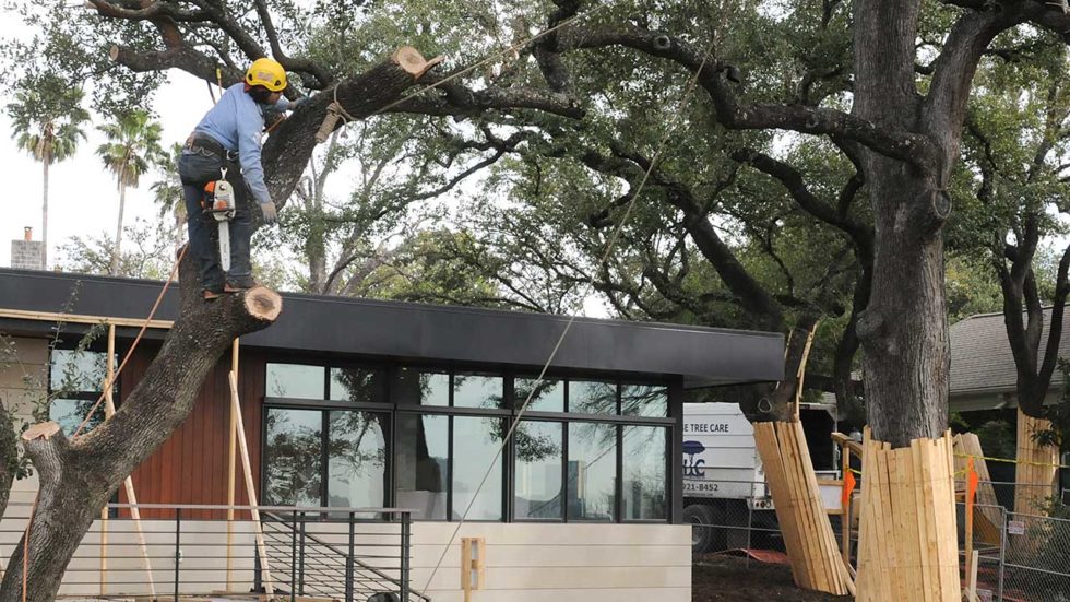 Certified Arborist Services Heritage Tree Care