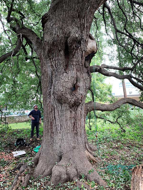 Legacy Oak Austin Tree Service photo