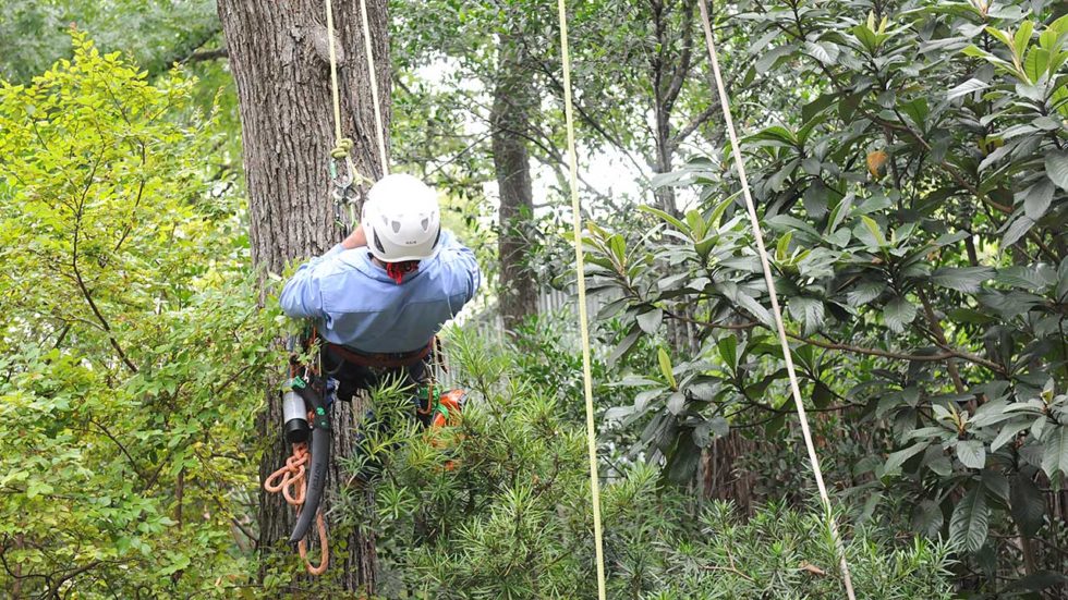 Tree Cutting Service Heritage Tree Care