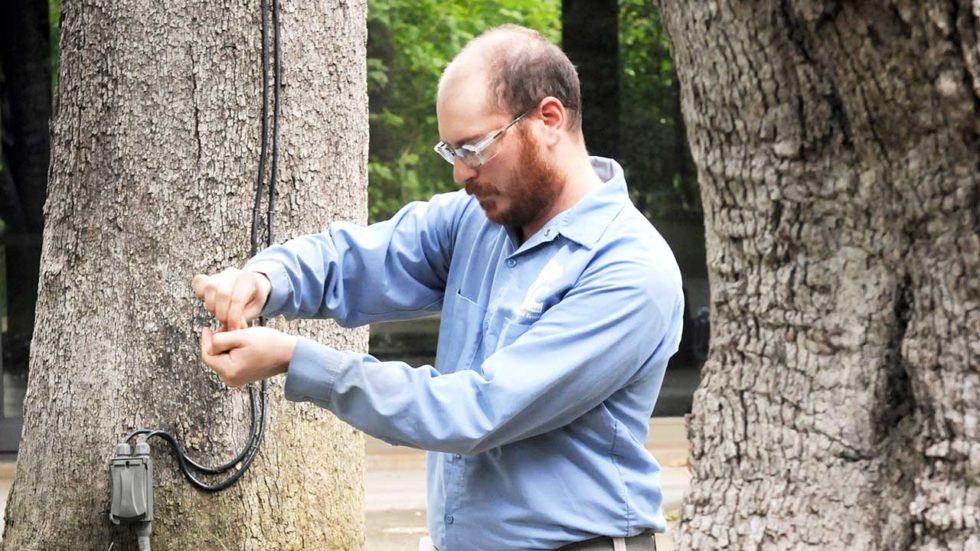 Need a Tree Doctor? Heritage Tree Care