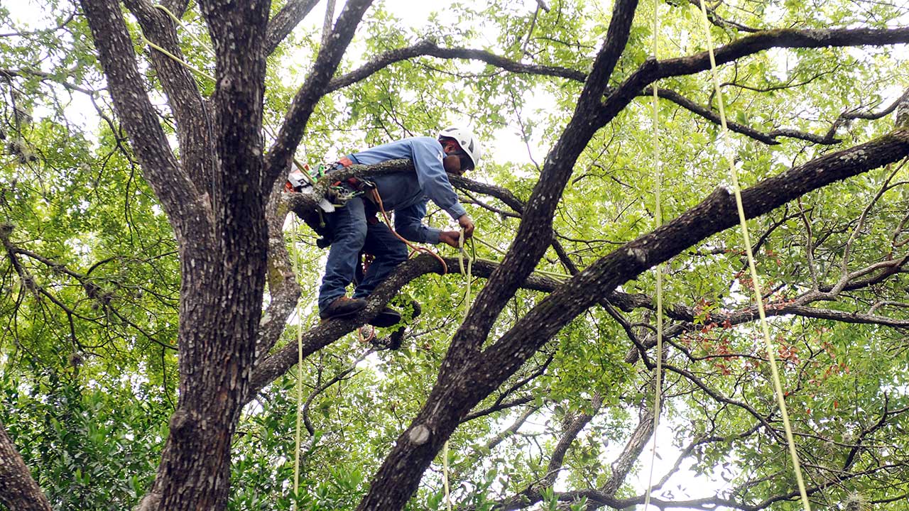 tree pruning removal tree maintenance photo