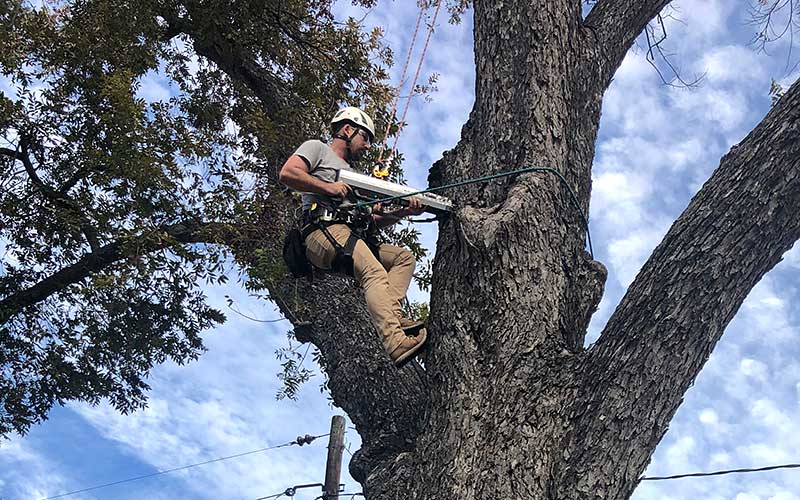 tree risk assessment photo