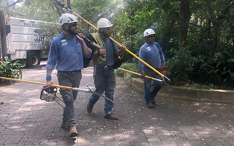 tree trimming service pruning removal photo