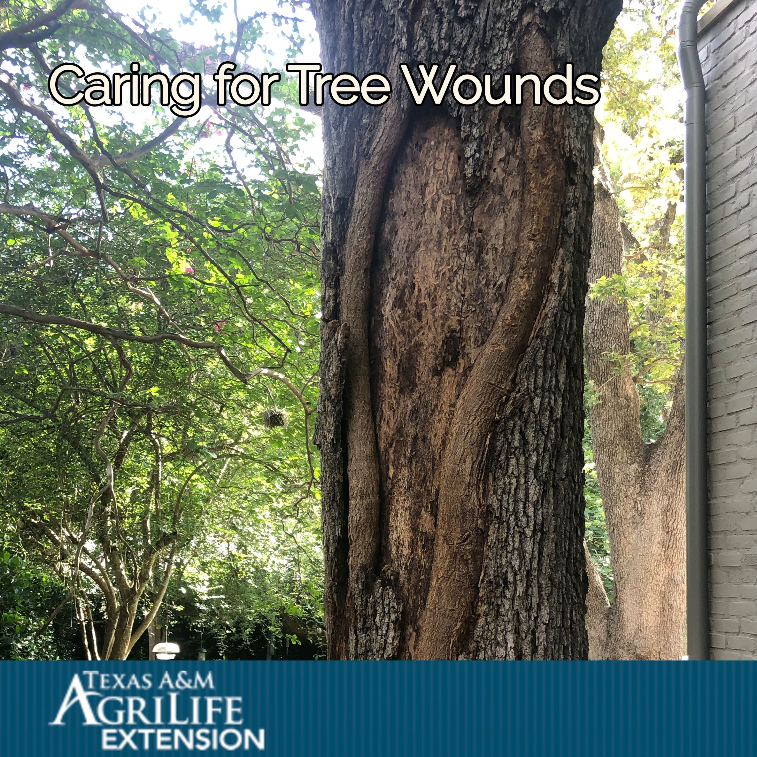 image of tree with wound in texas