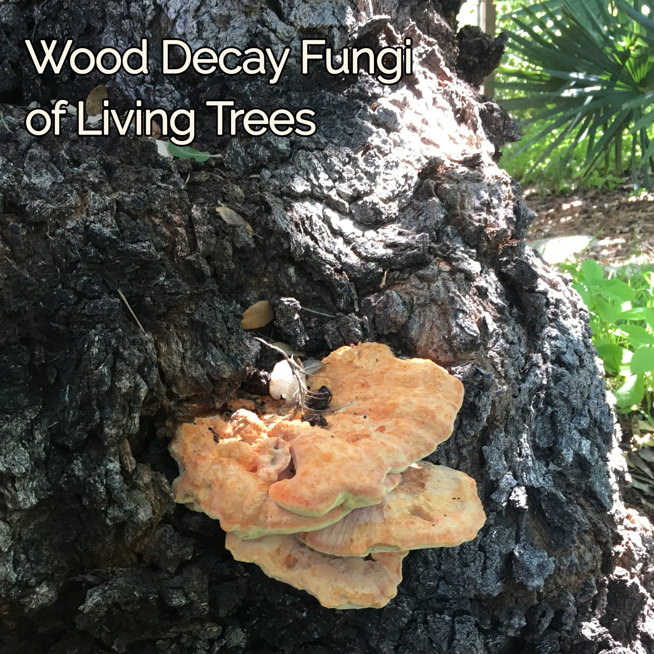 fungi on tree in texas