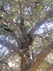 Upper canopy of a tree shows many large branches growing from the same stem.