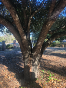 A tree with multiple dominant stems grows close to the ground.