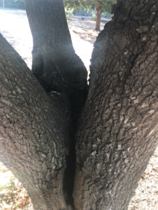 Close up of tree with three dominant stems shows splitting.