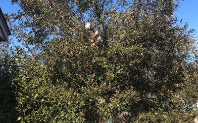 Why Structural Tree Pruning is Important for Tree Health