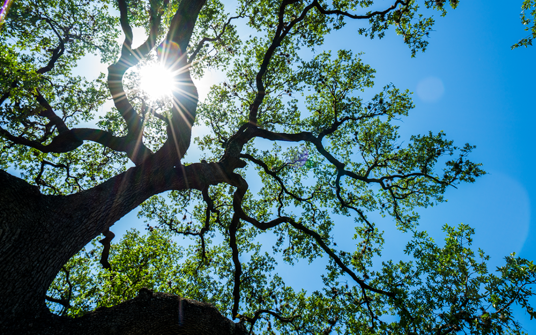How Do I Choose the Best Tree Service in Austin?