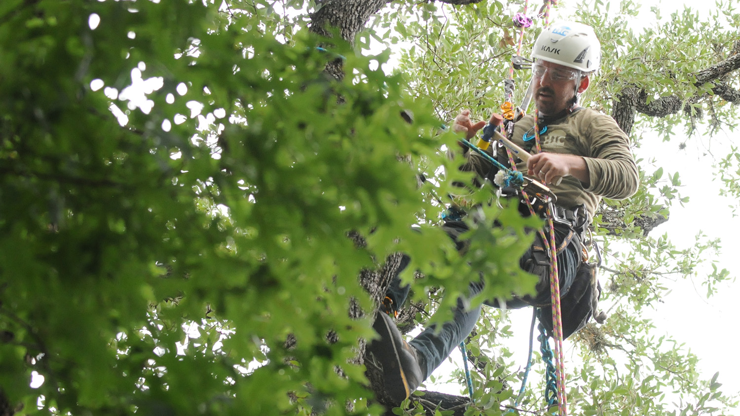 Austin Tree Service Arborist Working in a Tree