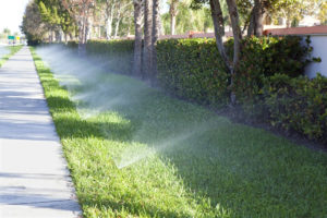 tree watering with sprinklers over a lawn