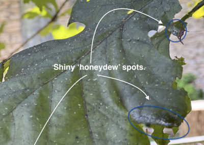 honeydew spots on oak tree leaf causing stick cars in austin texas for vehicle owners