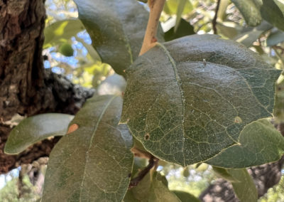 sap sucking insects on oak tree leaves in texas