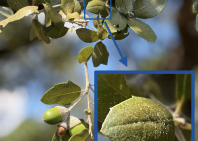 close up of oak tree leaf with sap sucking insects causing sticky cars and questions for arborists in central texas