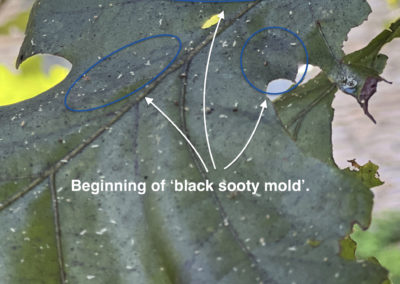 black sooty mold forming on oak tree leaf as a result of sap sucking insects causing honeydew