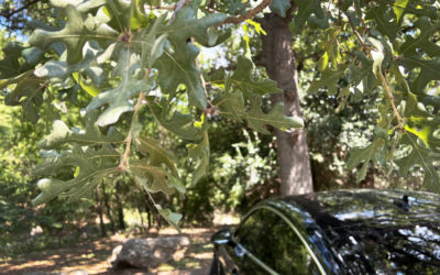 Sticky Stuff on Your Car? Your Tree Isn’t to Blame.