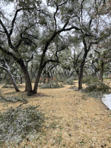 oak grove with limbs scattering on the ground from ice storm causing tree damage