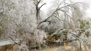 storm damage tree permit needed to remove hazardous tree from ice storm