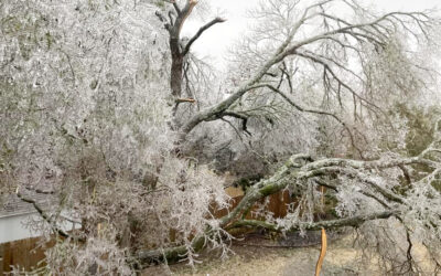 Top 5 Storm Damage FAQs (Including): Do I need a tree removal permit to remove damaged trees?