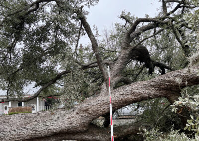 oak tree fallen from ice storm damage lies over sidewalk in front of a house