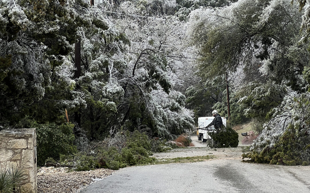 KXAN News Feature: Central Texas Ice Storms & Oak Wilt