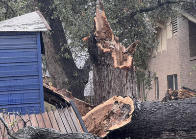 severely damaged tree broken in half