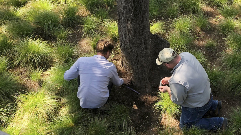 Arborists inspect a tree with sedge grass landscaping planting around it's base.