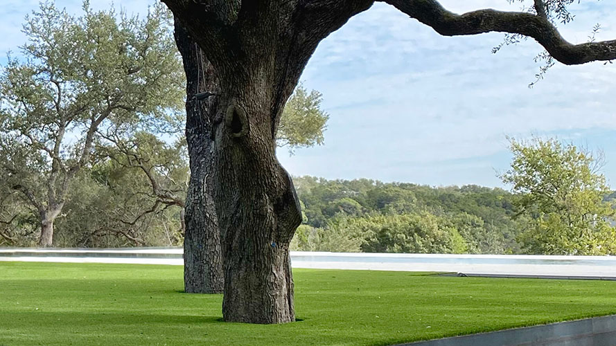 Trees in landscape with artificial turf all around.