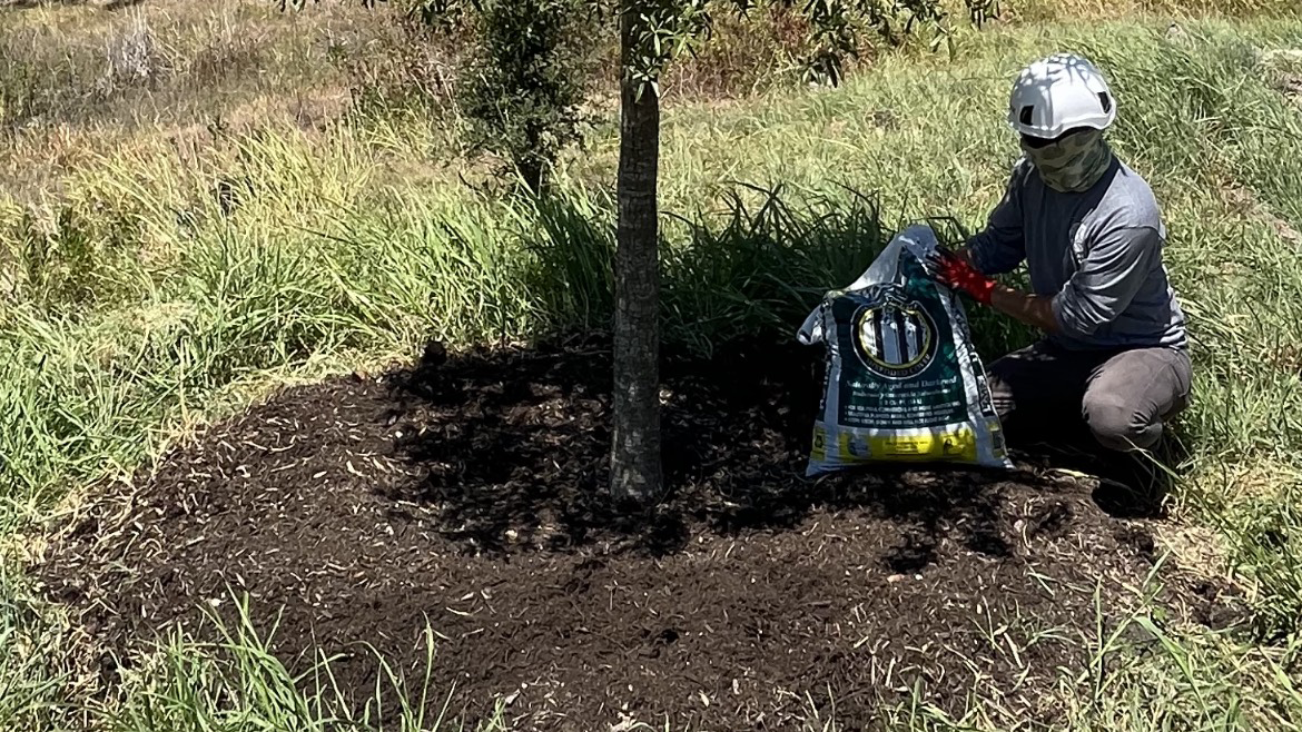 arborist austin permitting service photo