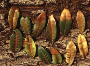 oak tree leaves with signs of oak wilt disease