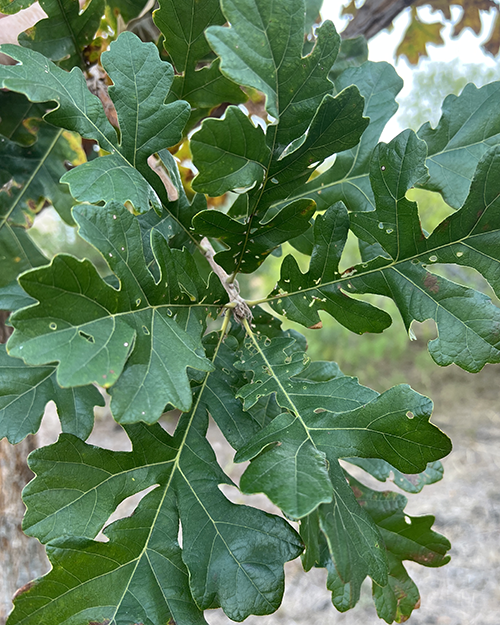 Burr Oak - Heritage Tree Care - Central Texas Arborist Services