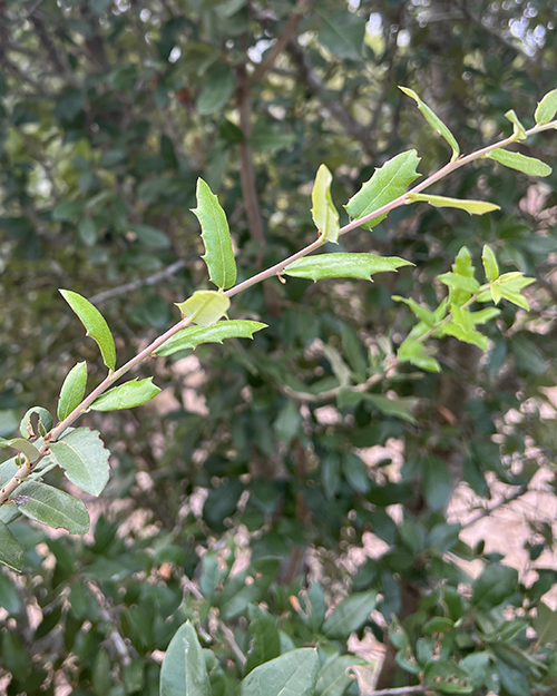 Escarpment Live Oak - Heritage Tree Care - Central Texas Arborist Services