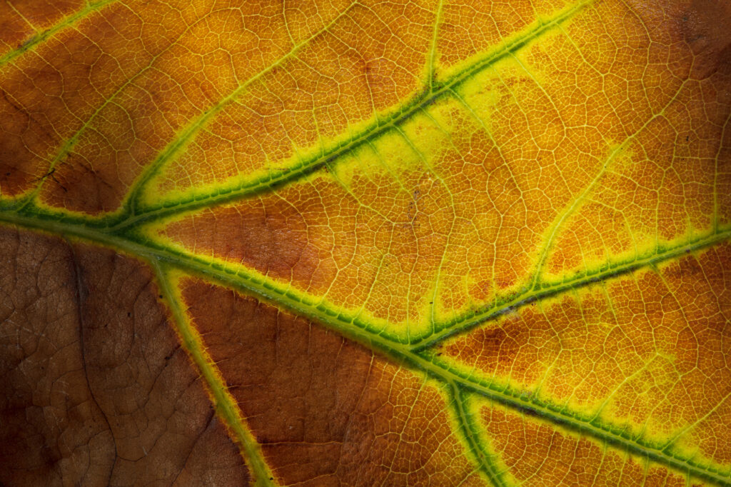 Top 10 Texas Oak Wilt Questions Answered by a Certified Master Arborist