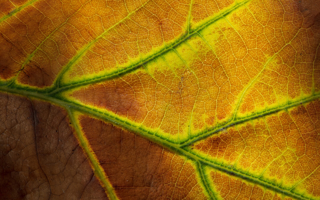 Top 10 Texas Oak Wilt Questions Answered by a Certified Master Arborist