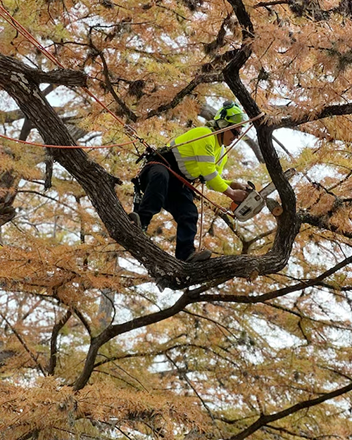 Tree care worker with chainsaw perched on a high branch trimming a tree surrounded by fall leaf colors.